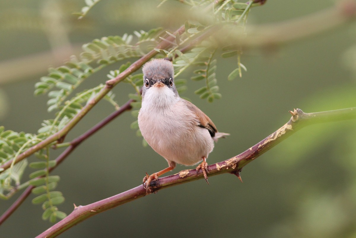 Spectacled Warbler - Tony Small