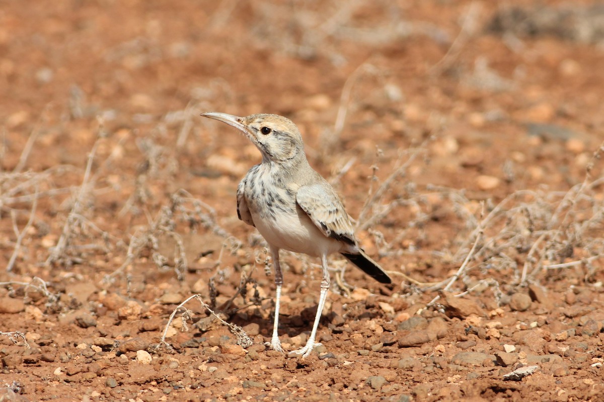 Greater Hoopoe-Lark - Tony Small