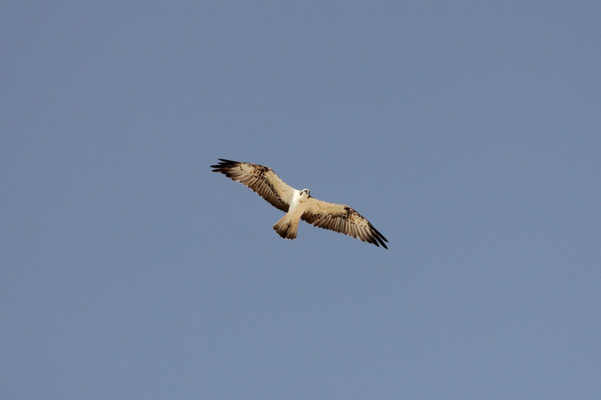 Águila Pescadora - ML582306891