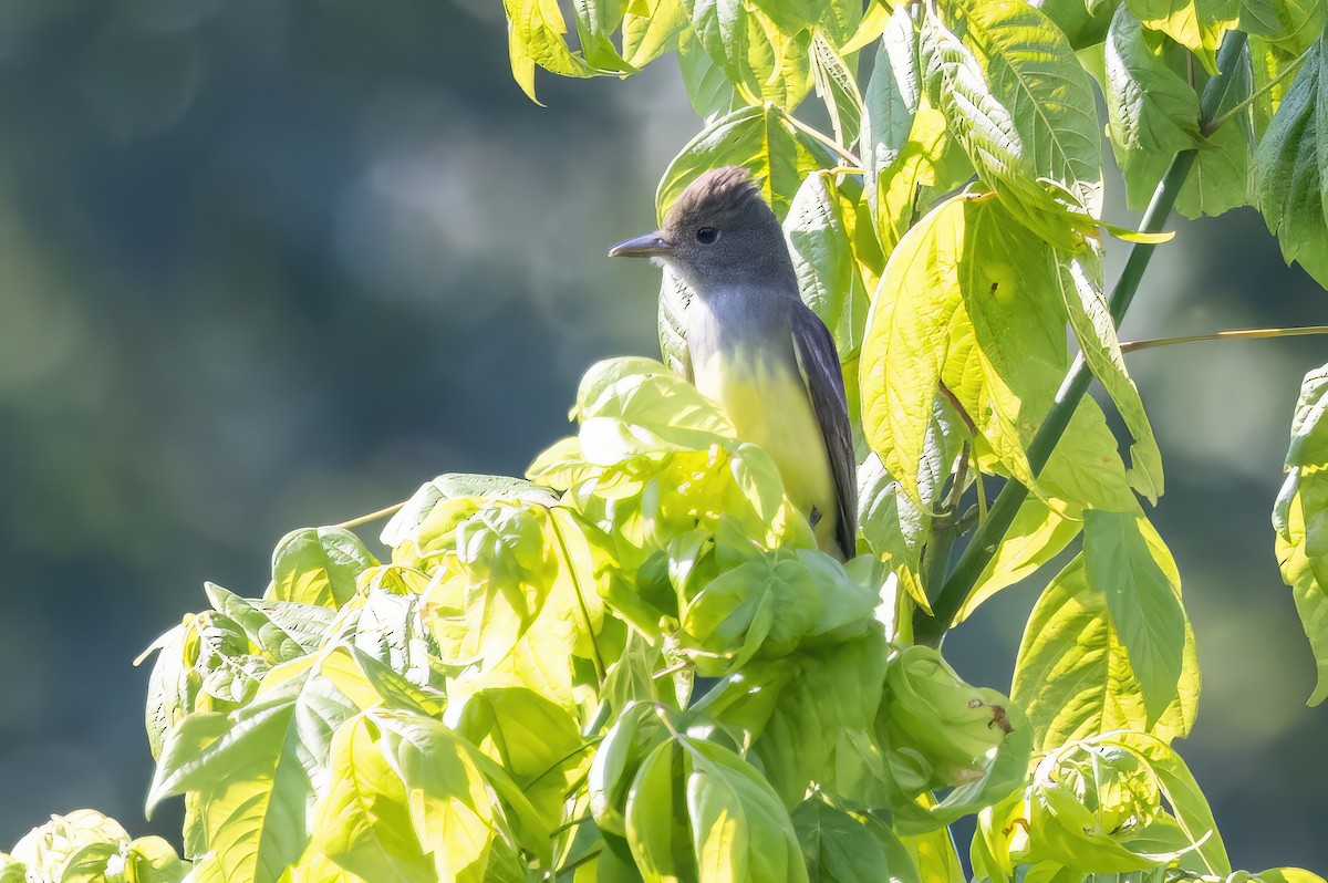 Great Crested Flycatcher - ML582307061