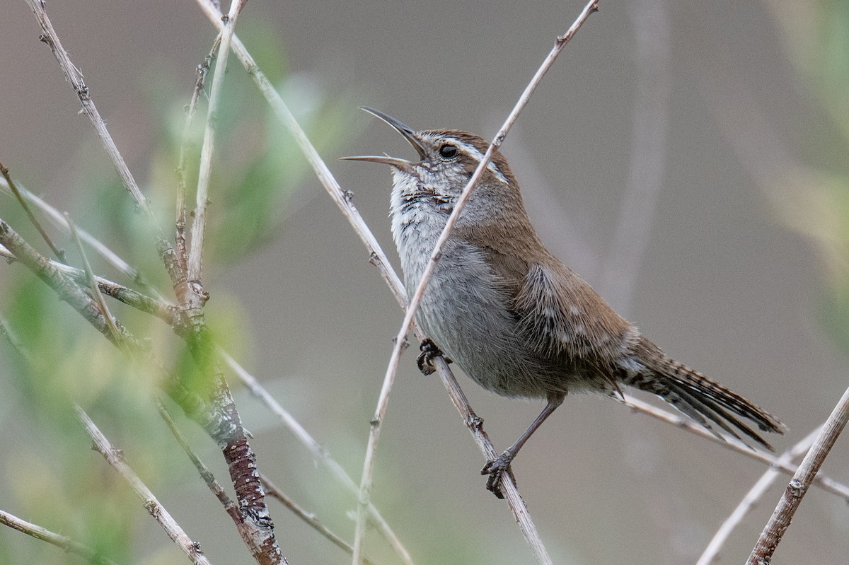 Bewick's Wren - ML582307101