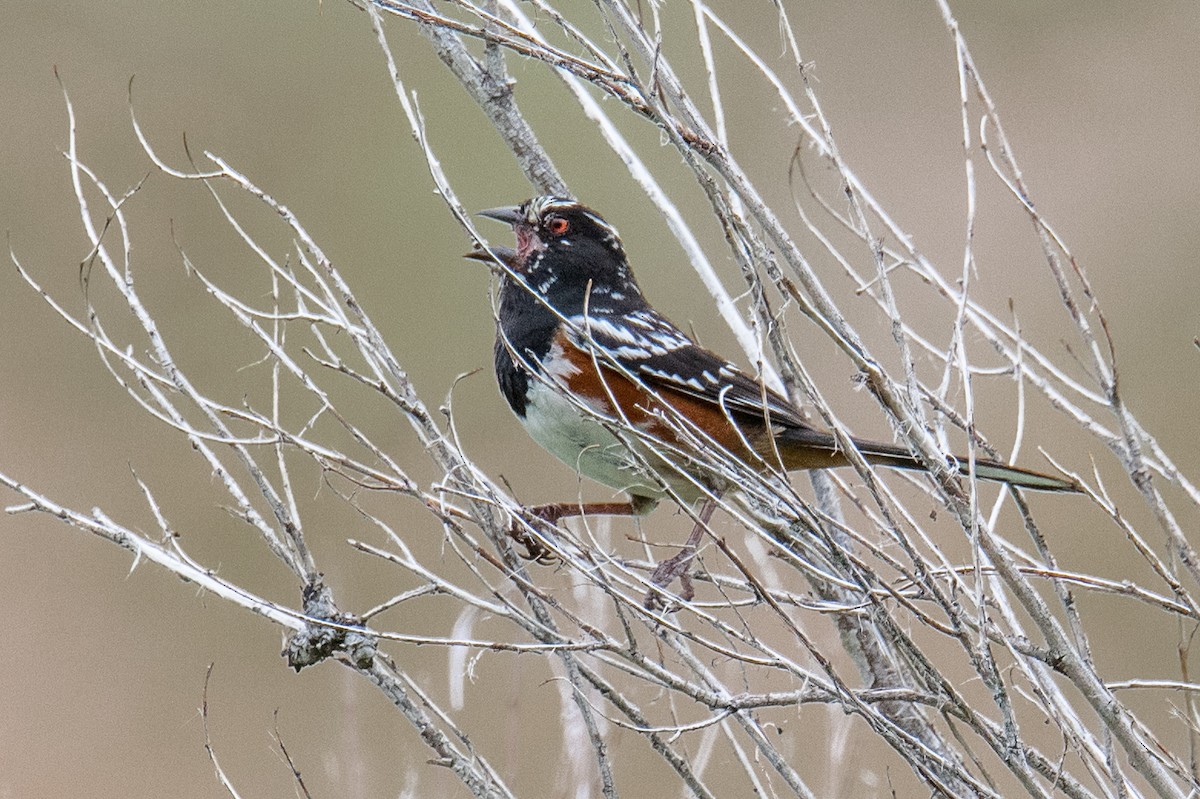 Spotted Towhee - ML582307251