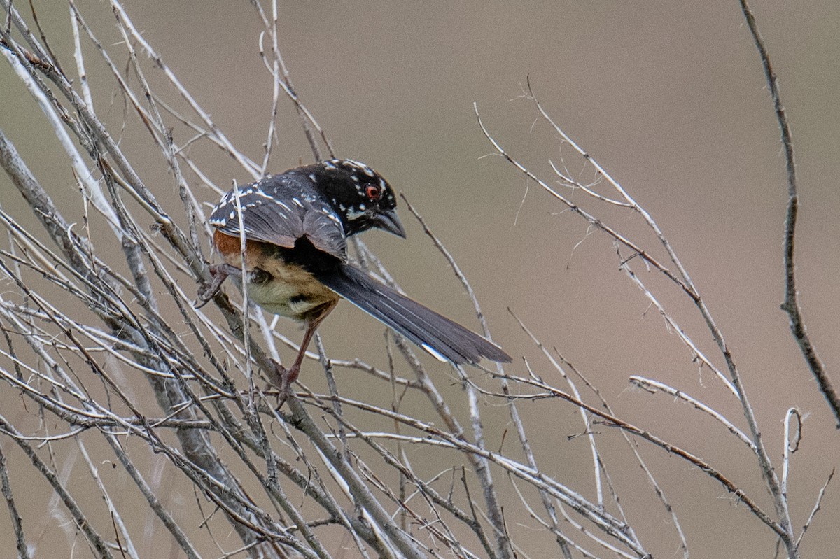 Spotted Towhee - ML582307261