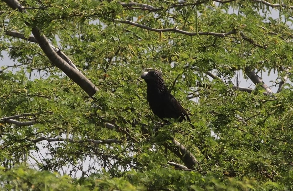 Groove-billed Ani - Eduardo Freitez Gassán