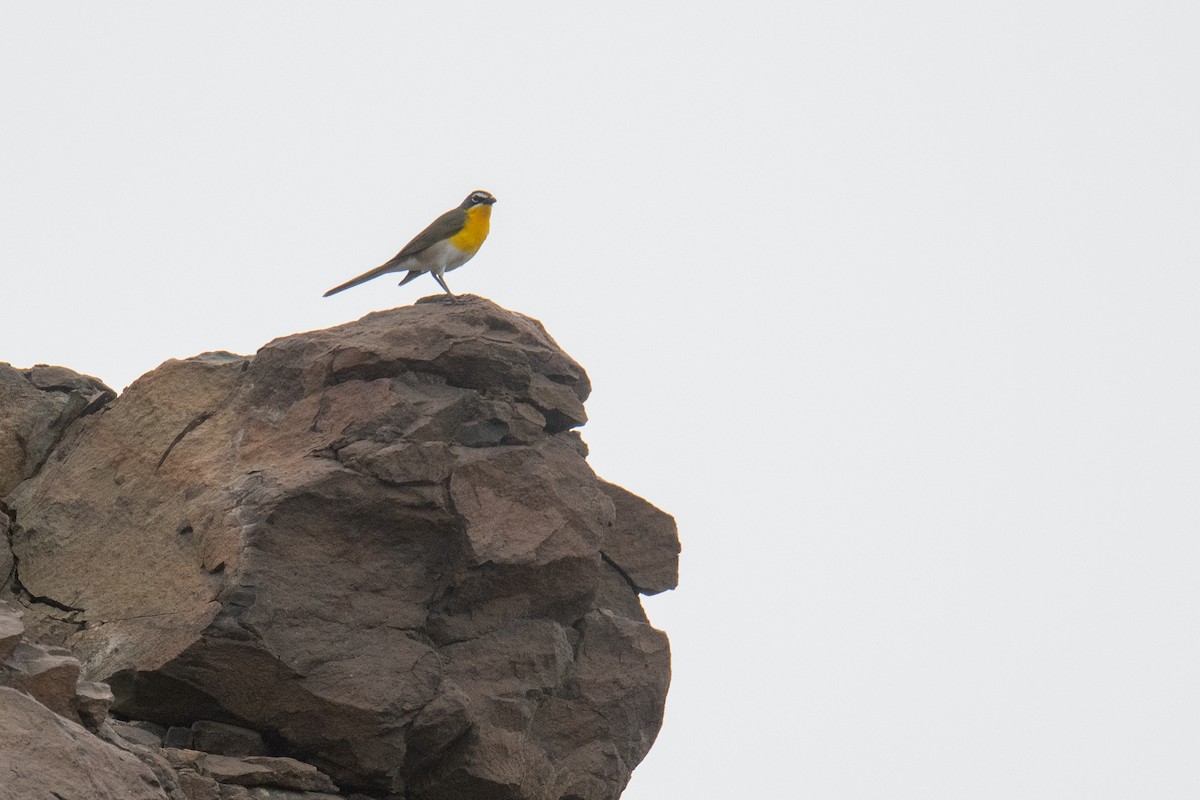 Yellow-breasted Chat - ML582307431