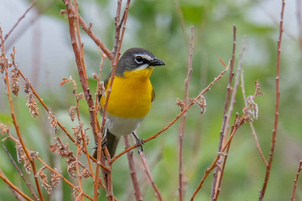 Yellow-breasted Chat - ML582307441