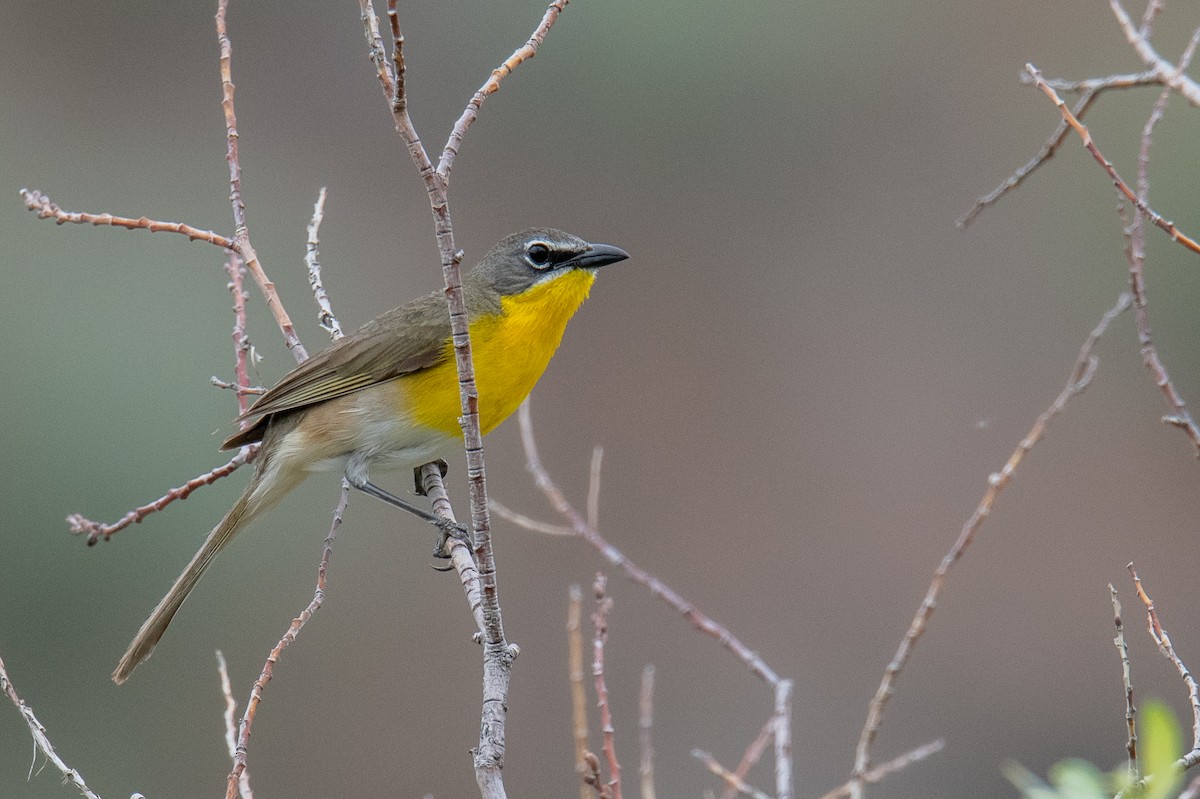 Yellow-breasted Chat - ML582307451