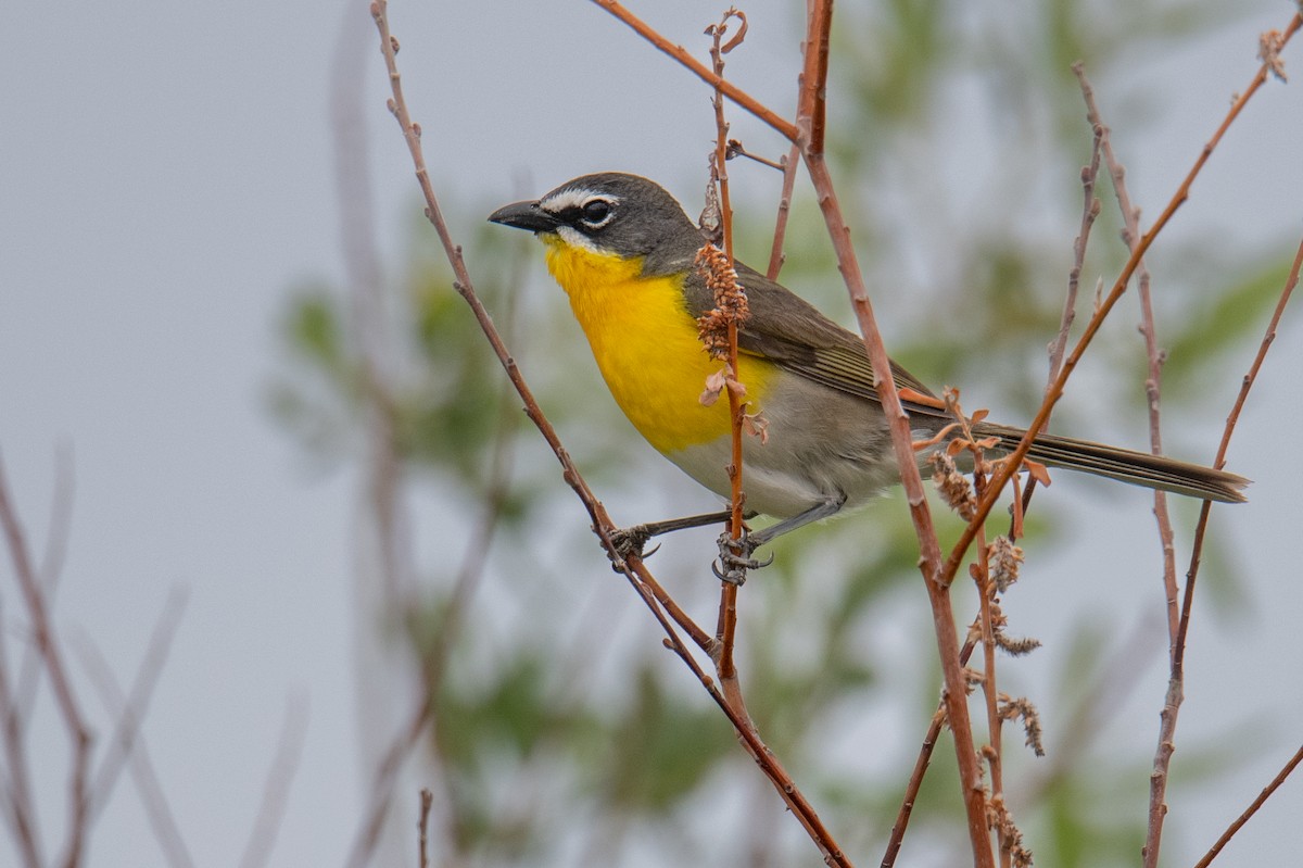 Yellow-breasted Chat - ML582307461