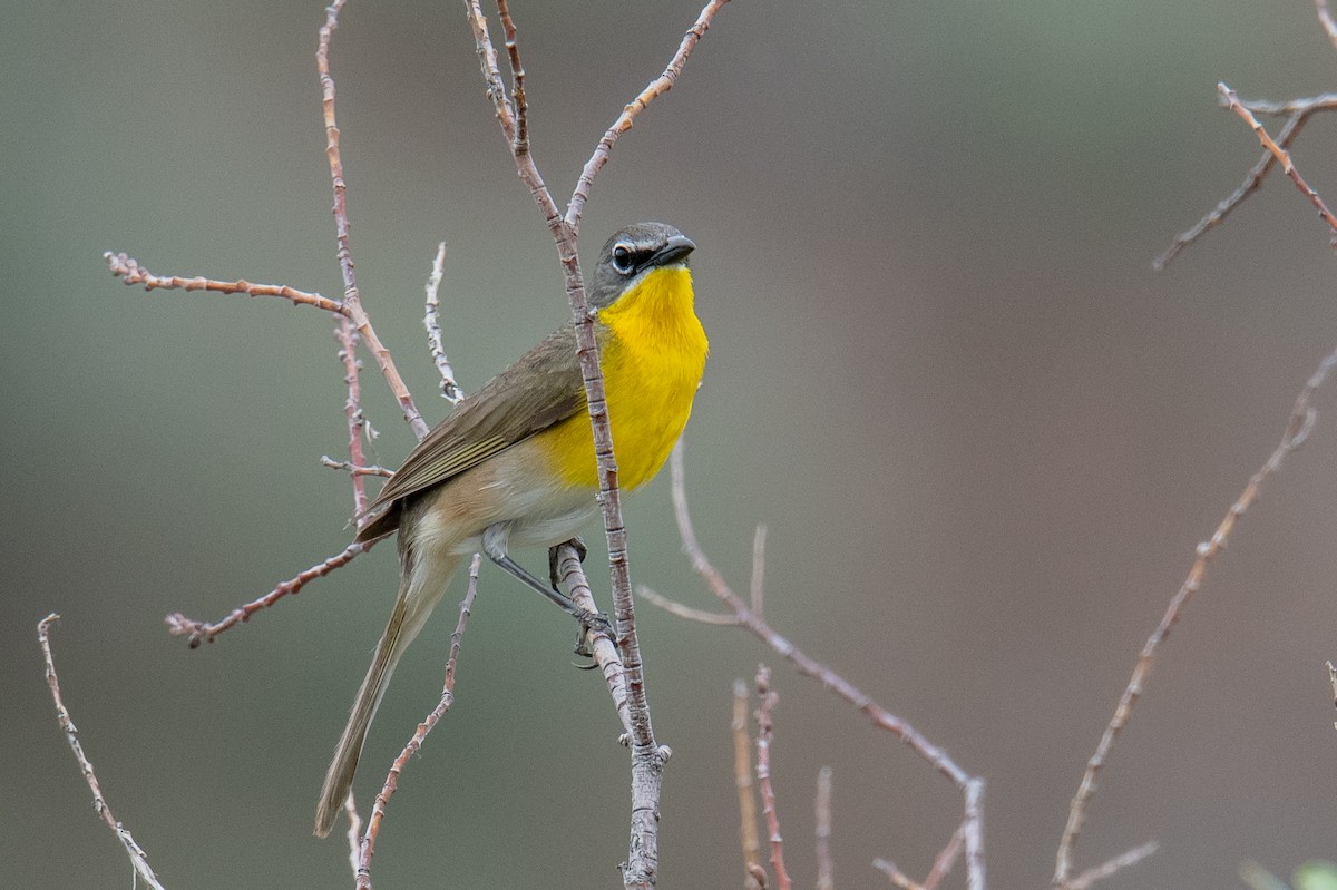 Yellow-breasted Chat - ML582307471