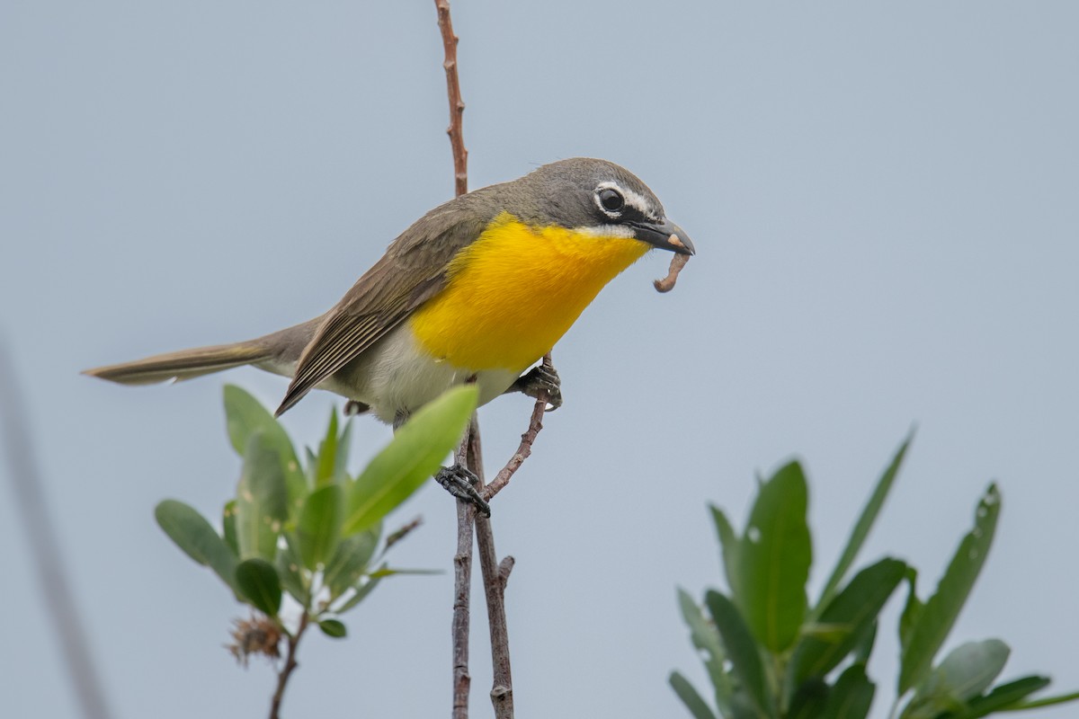 Yellow-breasted Chat - ML582307481