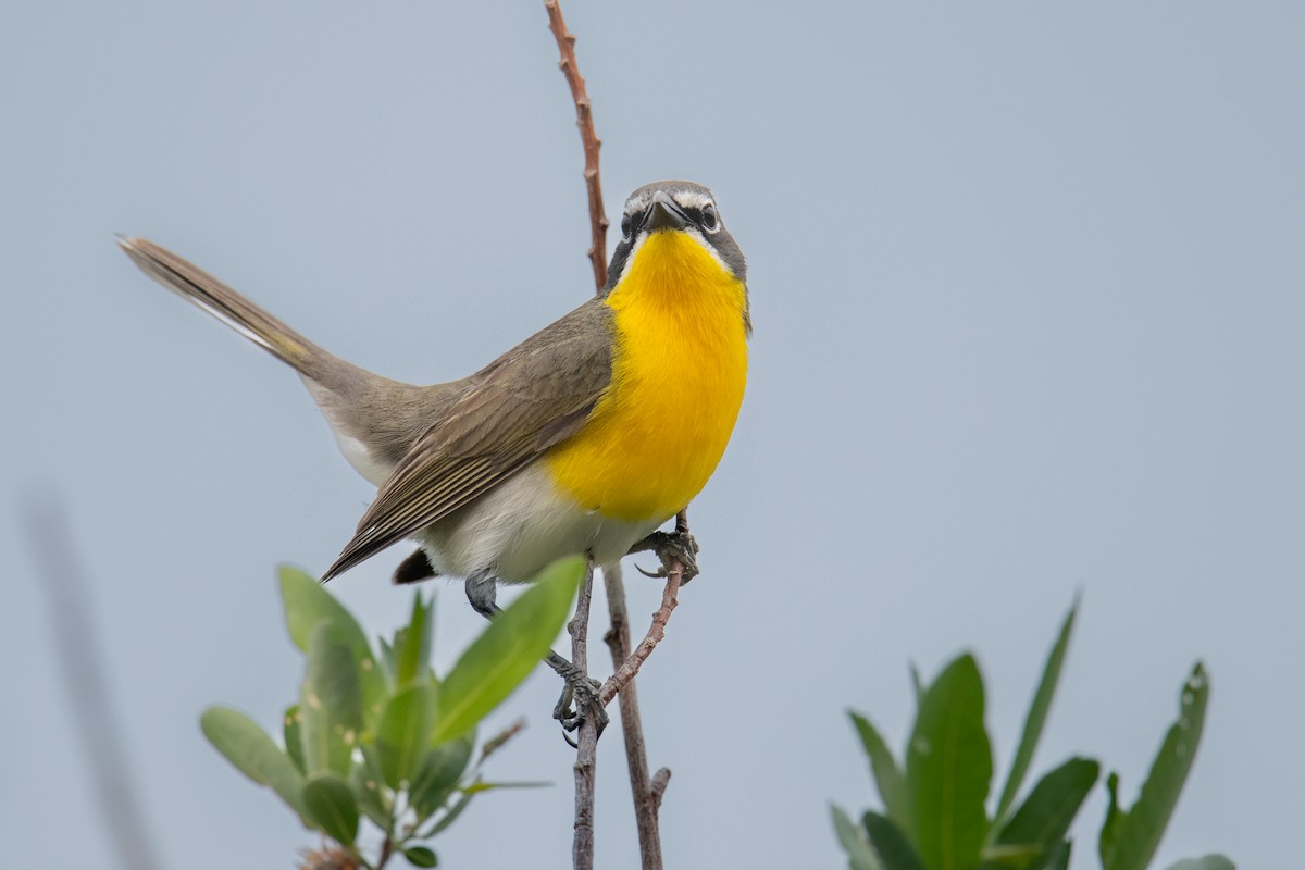 Yellow-breasted Chat - ML582307491