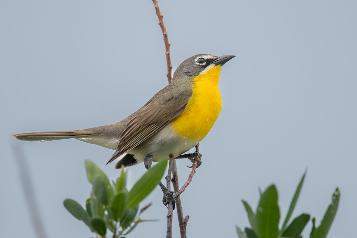Yellow-breasted Chat - ML582307501