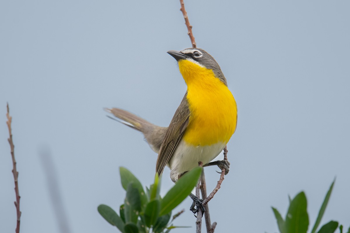 Yellow-breasted Chat - ML582307511