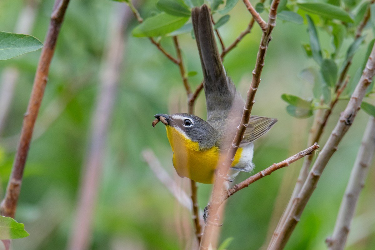 Yellow-breasted Chat - ML582307541