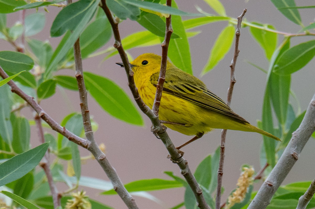 Yellow Warbler - ML582307691