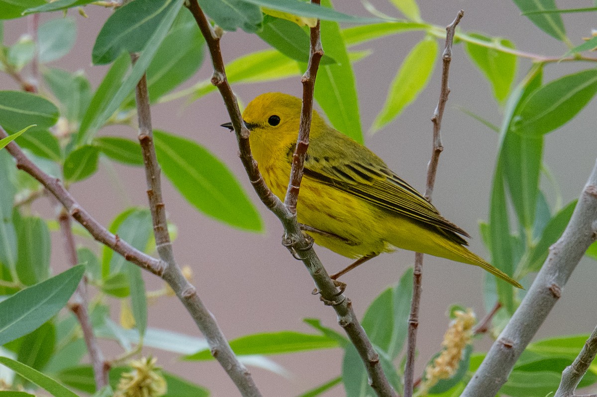 Yellow Warbler - Jeff Bleam