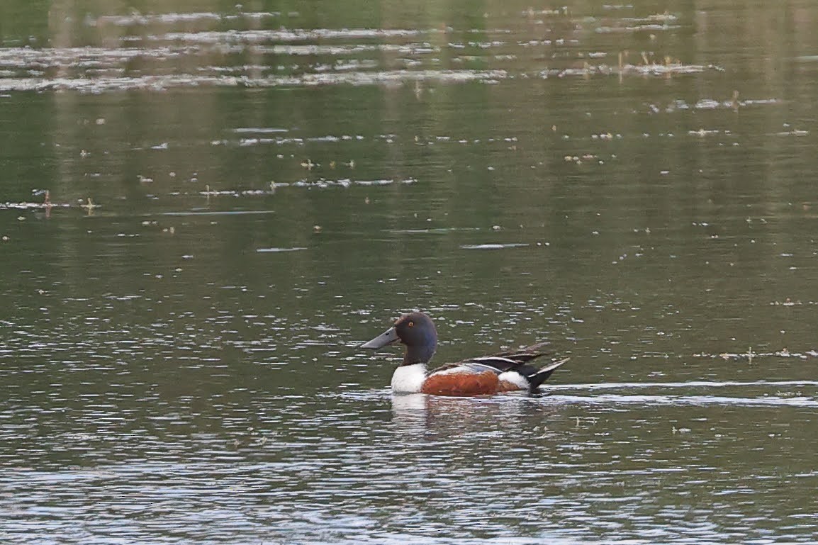 Northern Shoveler - ML582309351