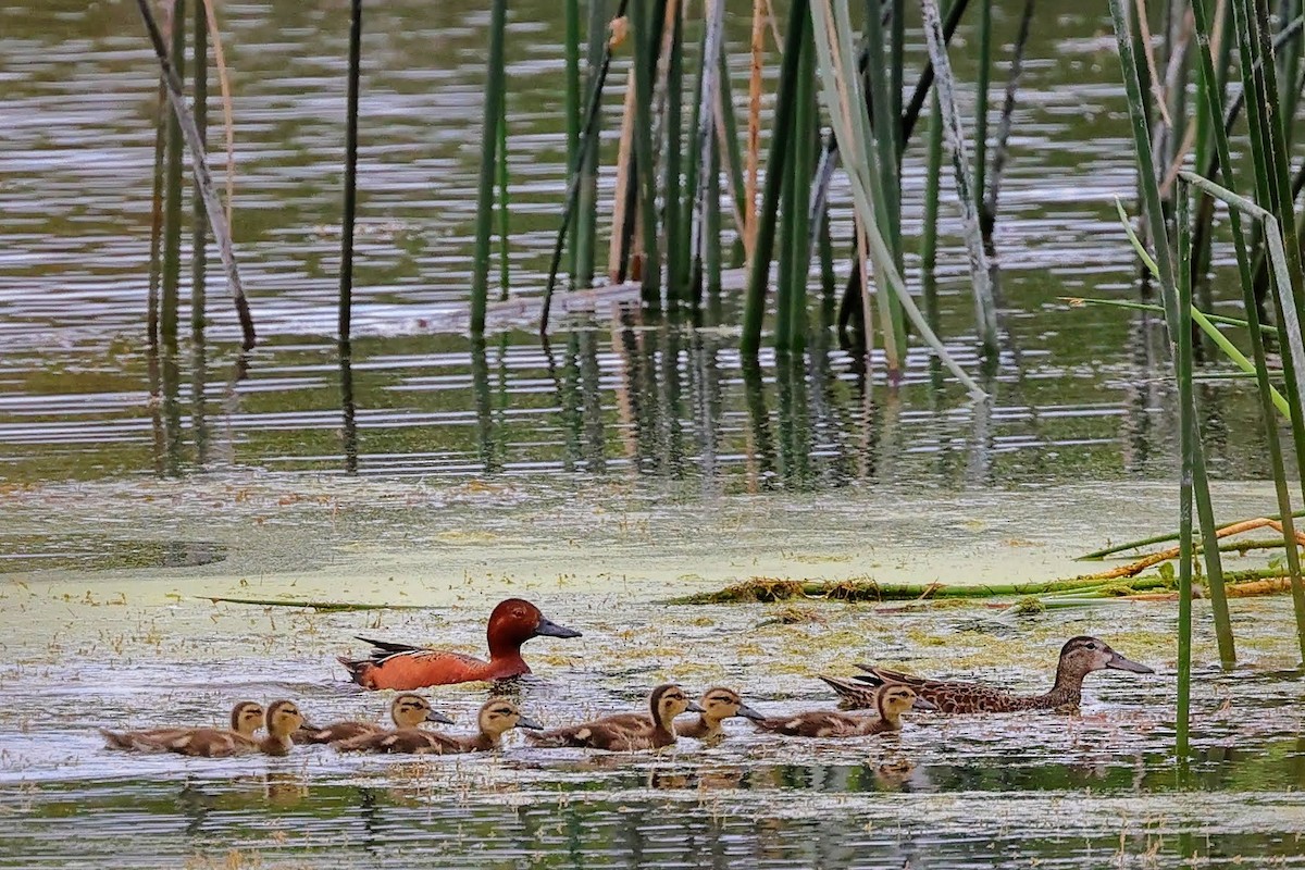アカシマアジ - ML582309771