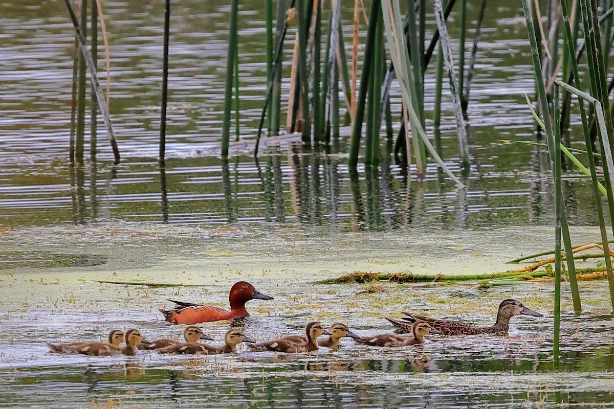 Cinnamon Teal - ML582309771