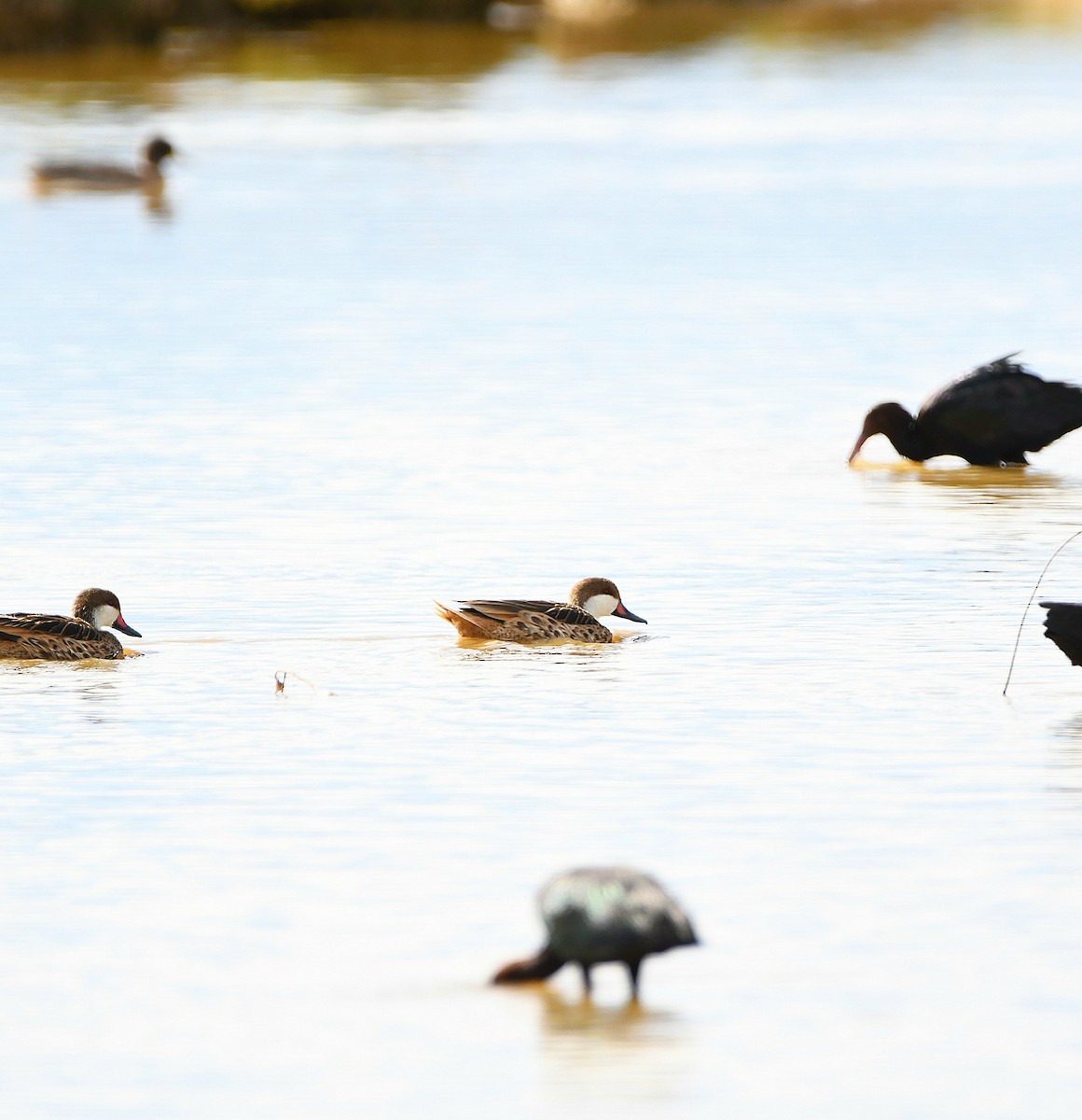 White-cheeked Pintail - Ari Weiss