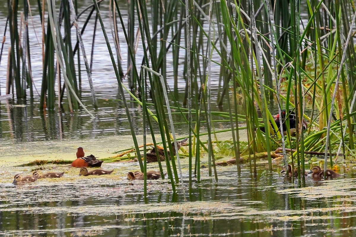 Cinnamon Teal - ML582310171