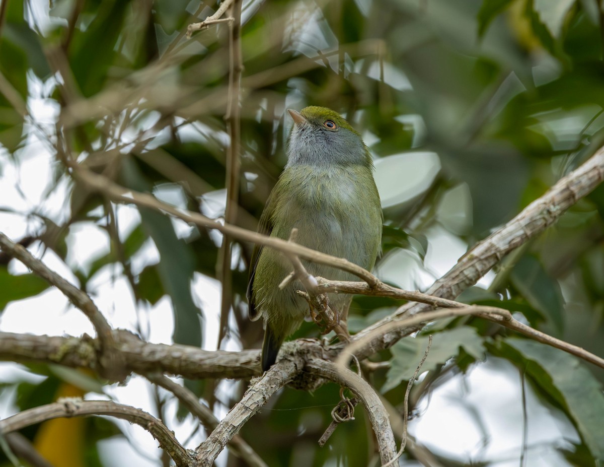 Pin-tailed Manakin - ML582310211