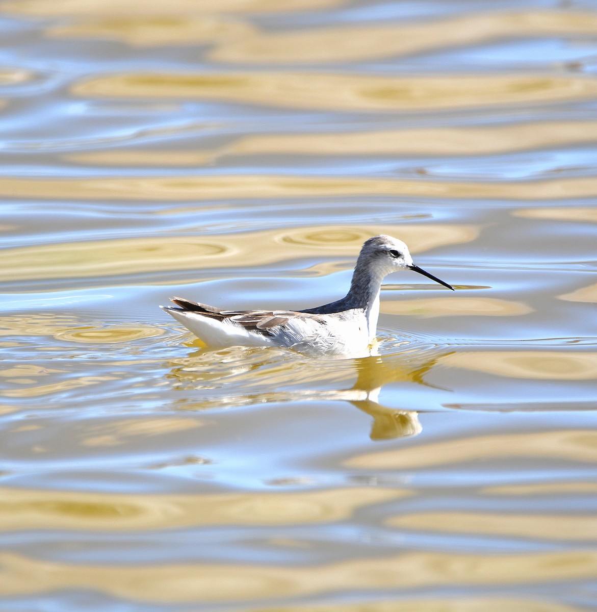 Phalarope de Wilson - ML582310731