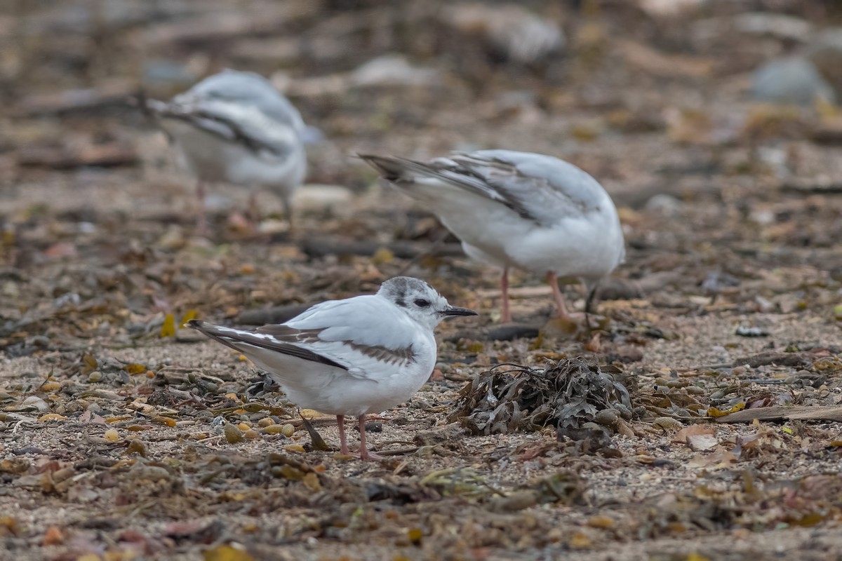 Gaviota Enana - ML582311341