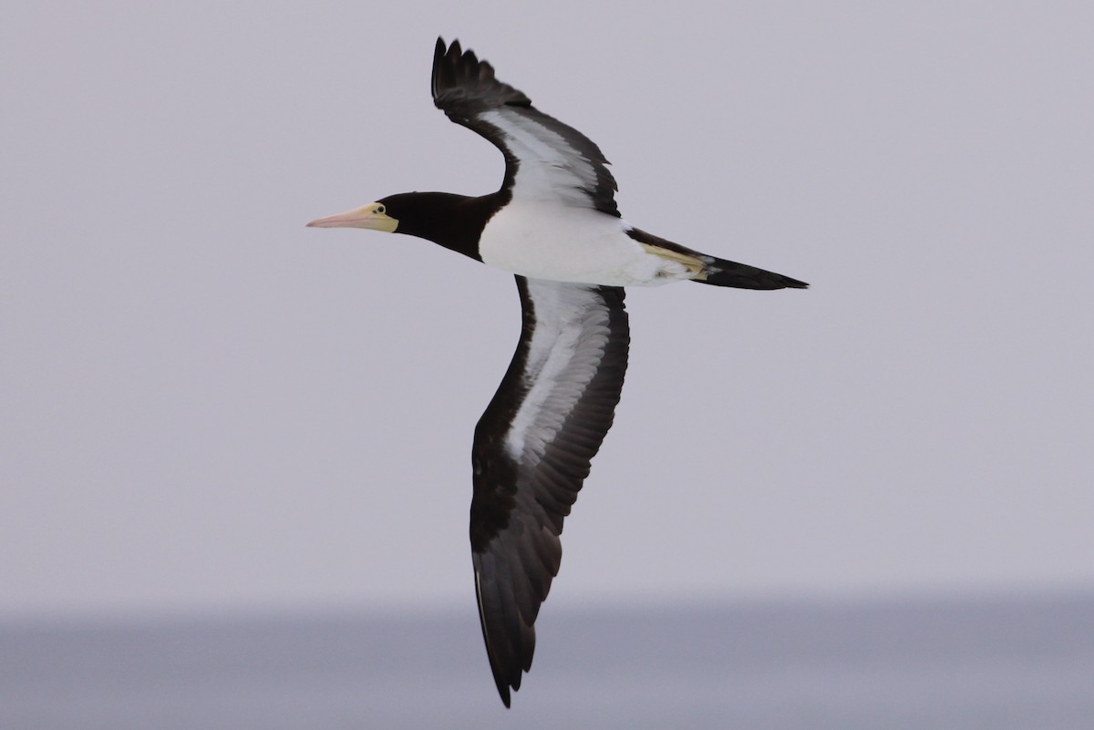 Brown Booby - Tony Small