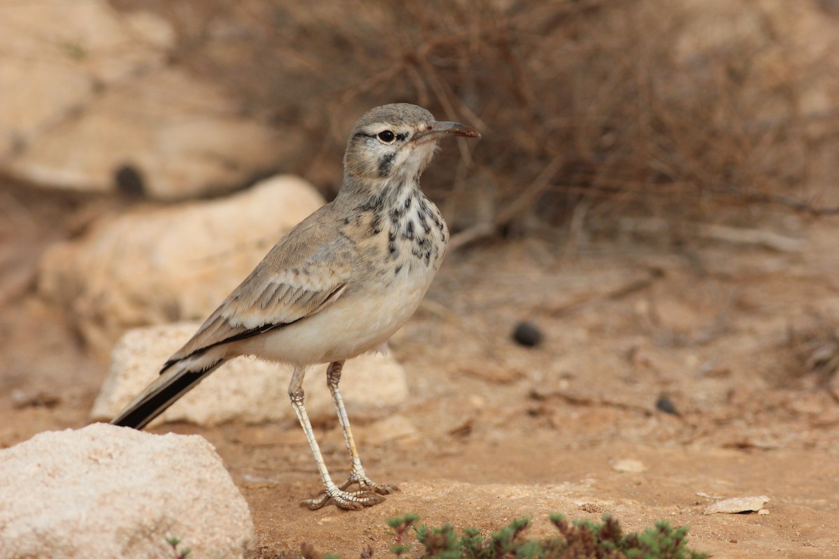 Greater Hoopoe-Lark - Tony Small