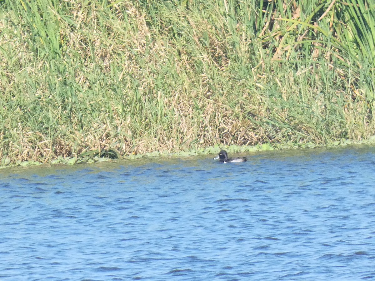 Ring-necked Duck - ML582312411