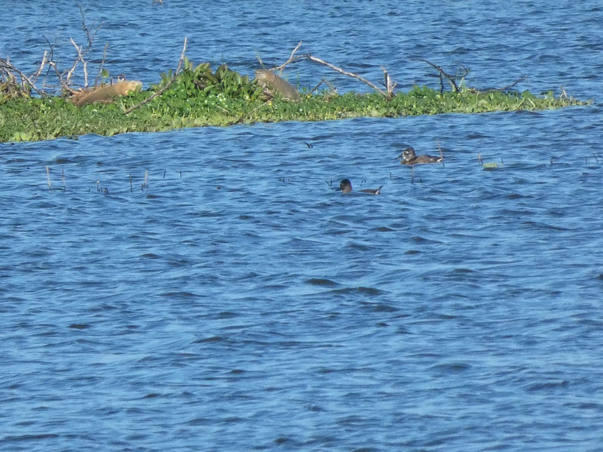 Ring-necked Duck - ML582312421