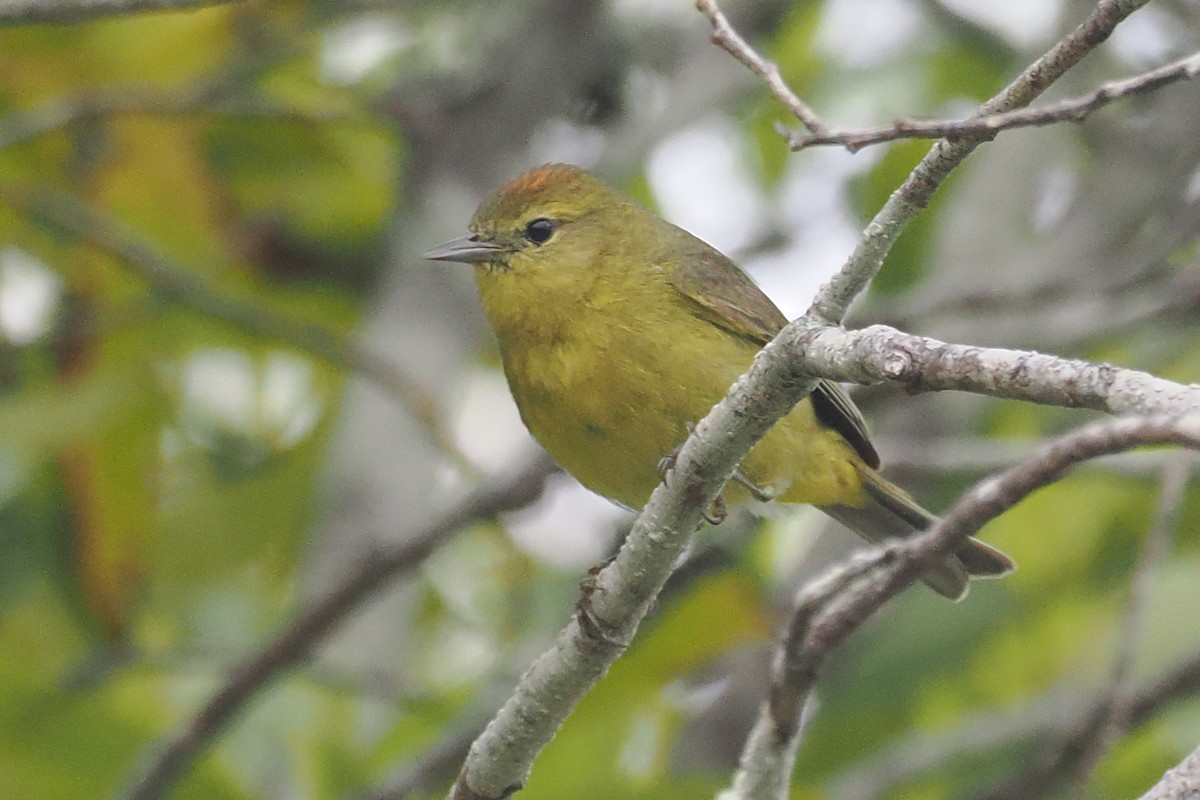 Orange-crowned Warbler - Donna Pomeroy