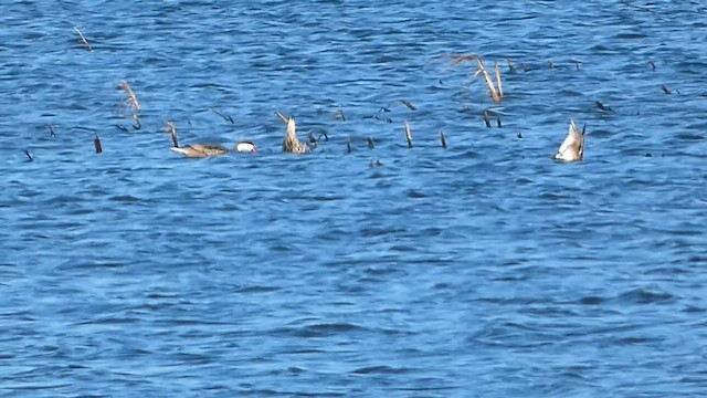 White-cheeked Pintail - ML582313231