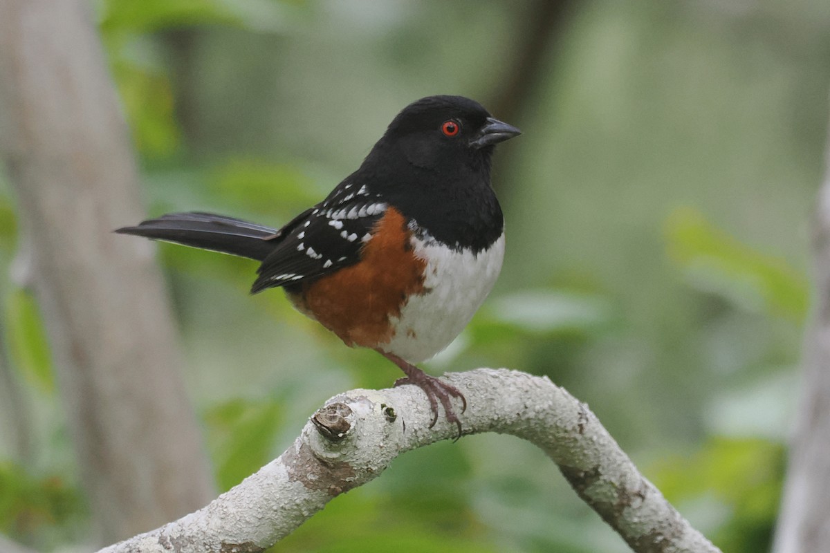 Spotted Towhee - ML582313271