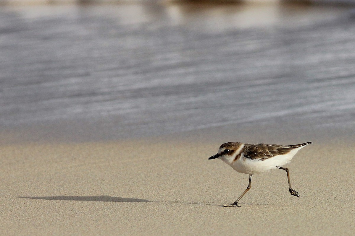 Kentish Plover - ML582314051