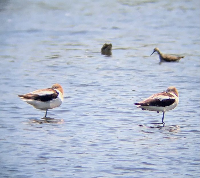 American Avocet - ML582314751