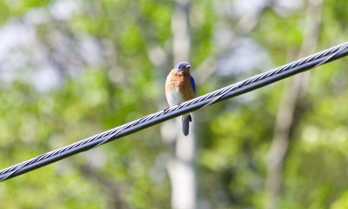 Eastern Bluebird - Loyan Beausoleil