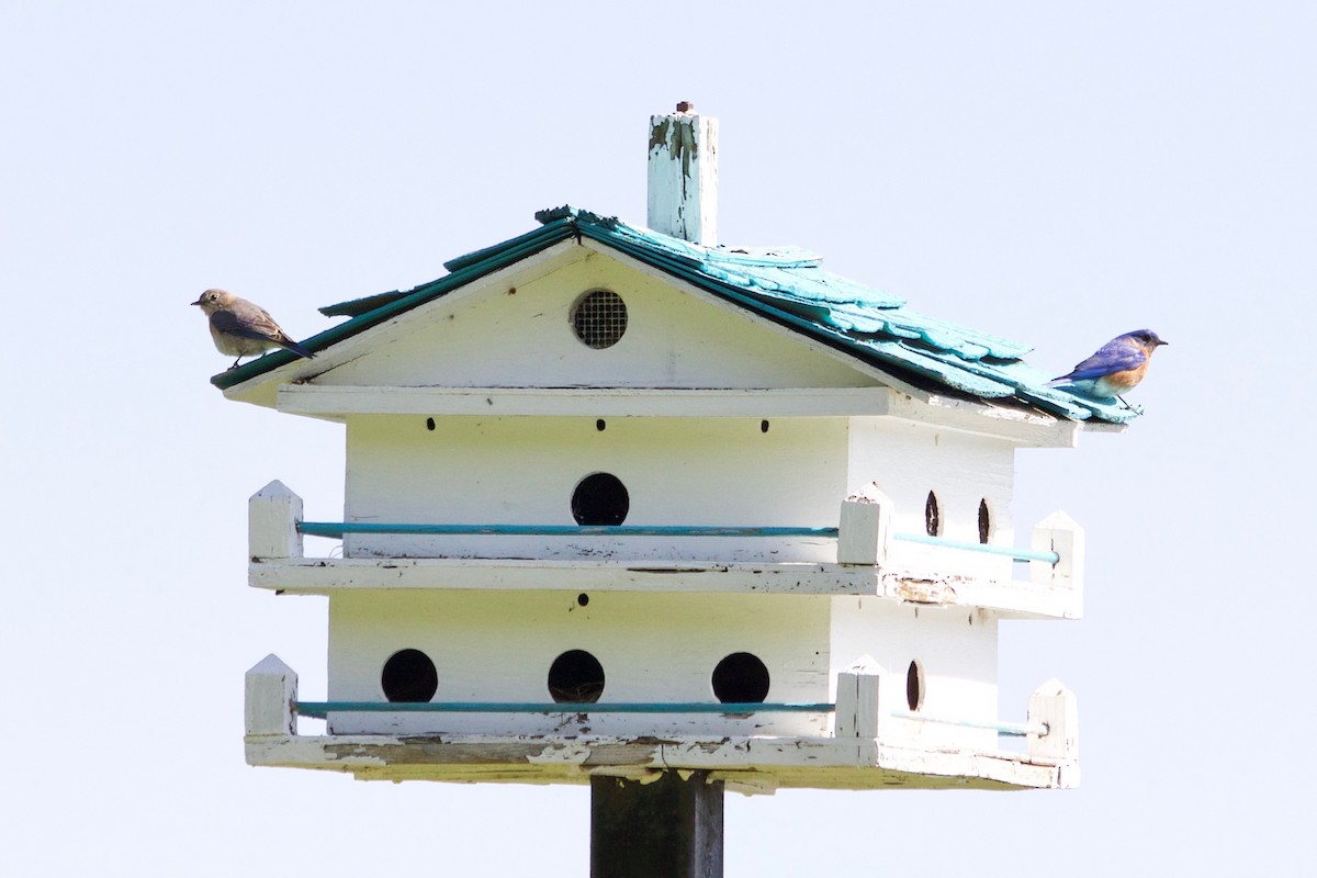 Eastern Bluebird - Loyan Beausoleil