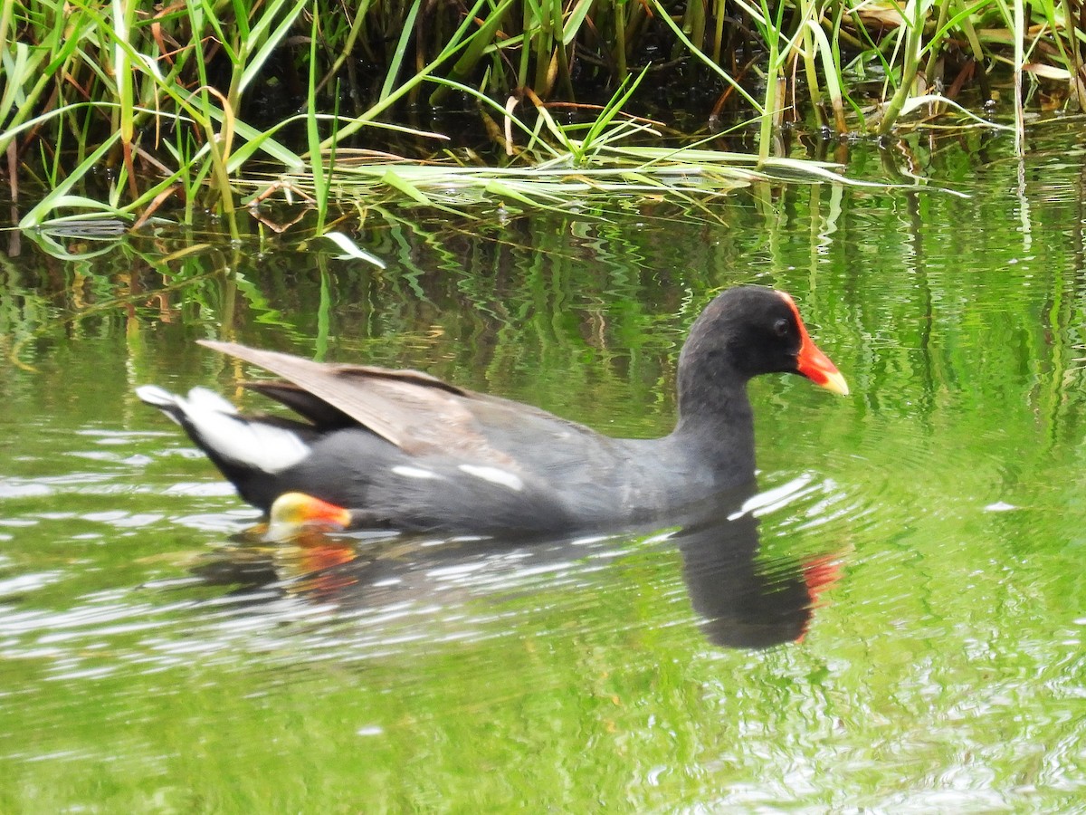 Gallinule d'Amérique (sandvicensis) - ML582315701