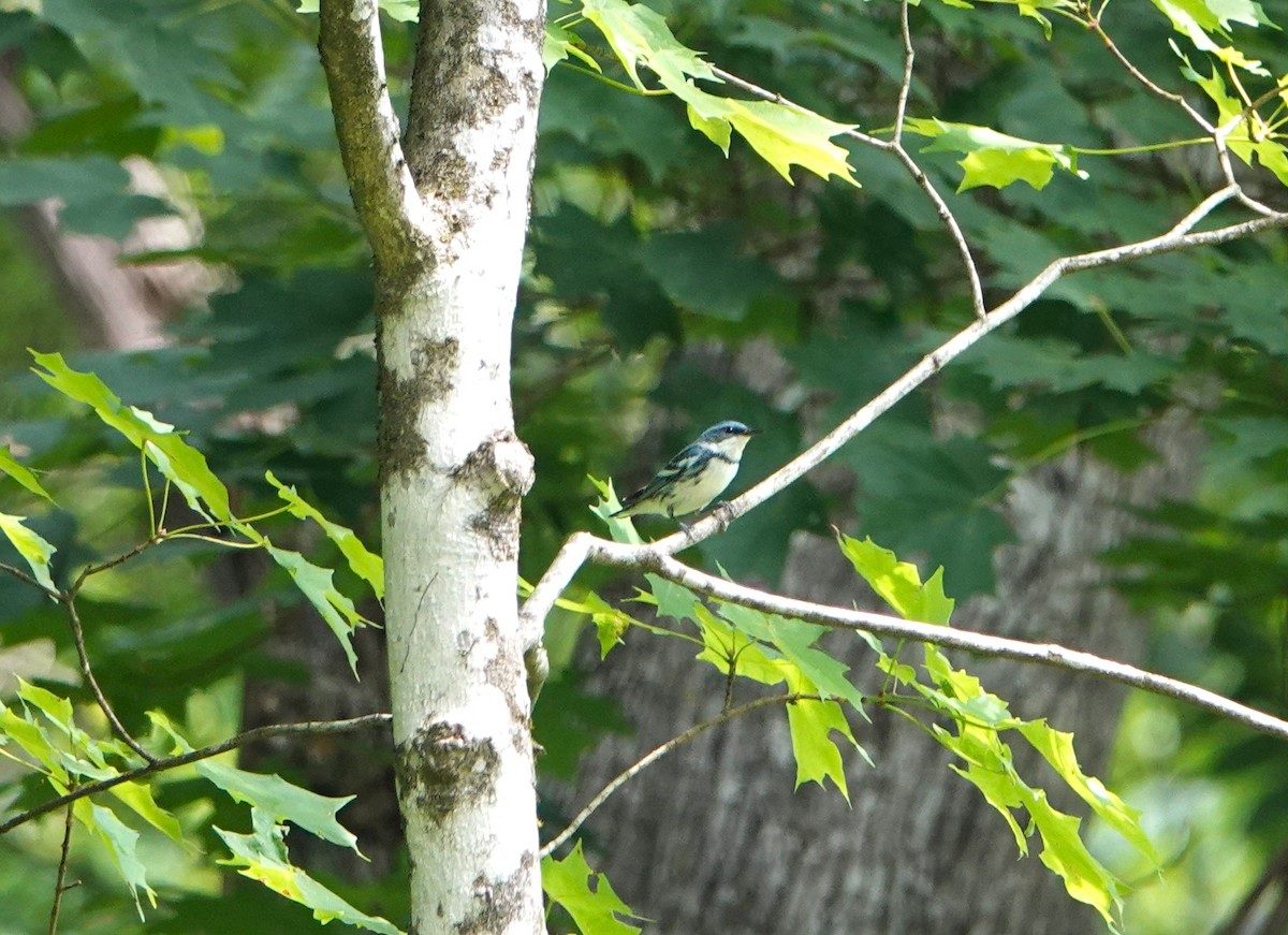 Cerulean Warbler - ML582316231