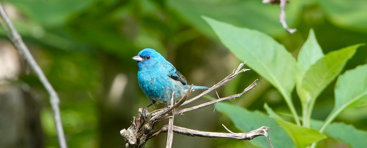 Indigo Bunting - ML582316361