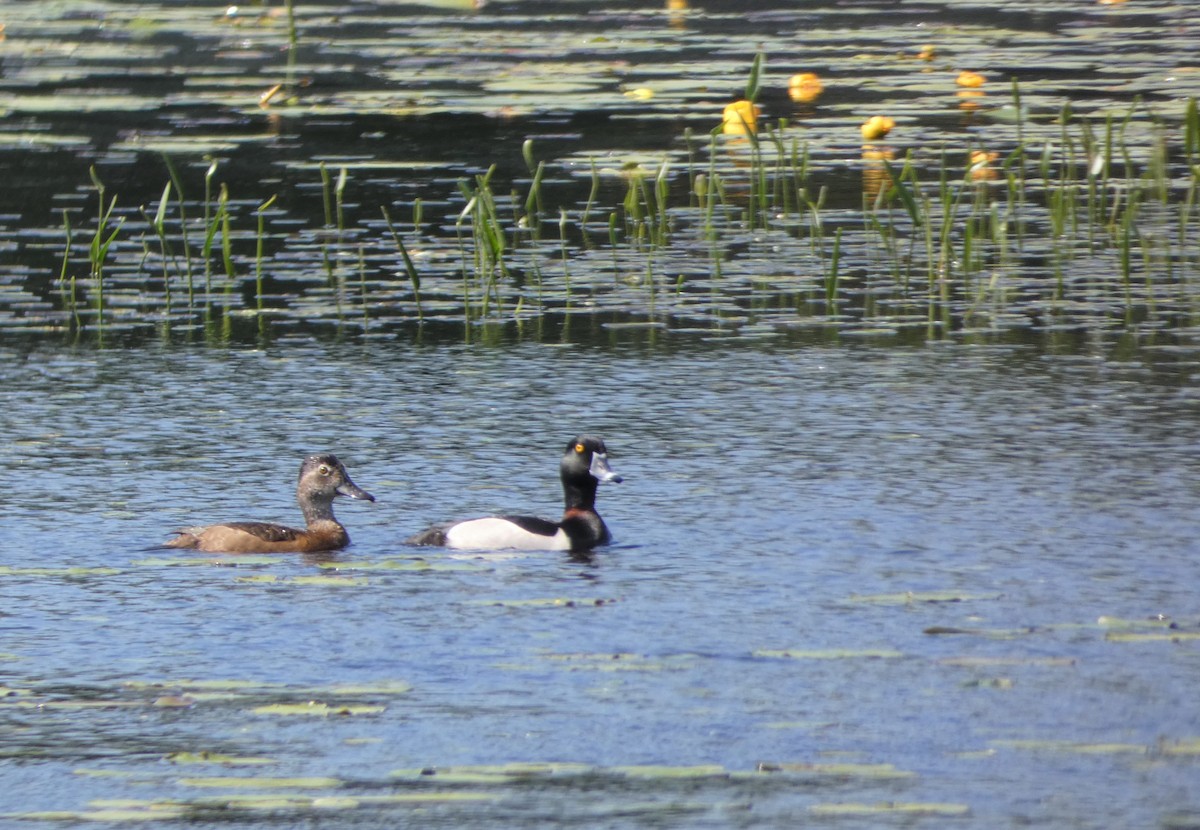 Ring-necked Duck - ML582316531