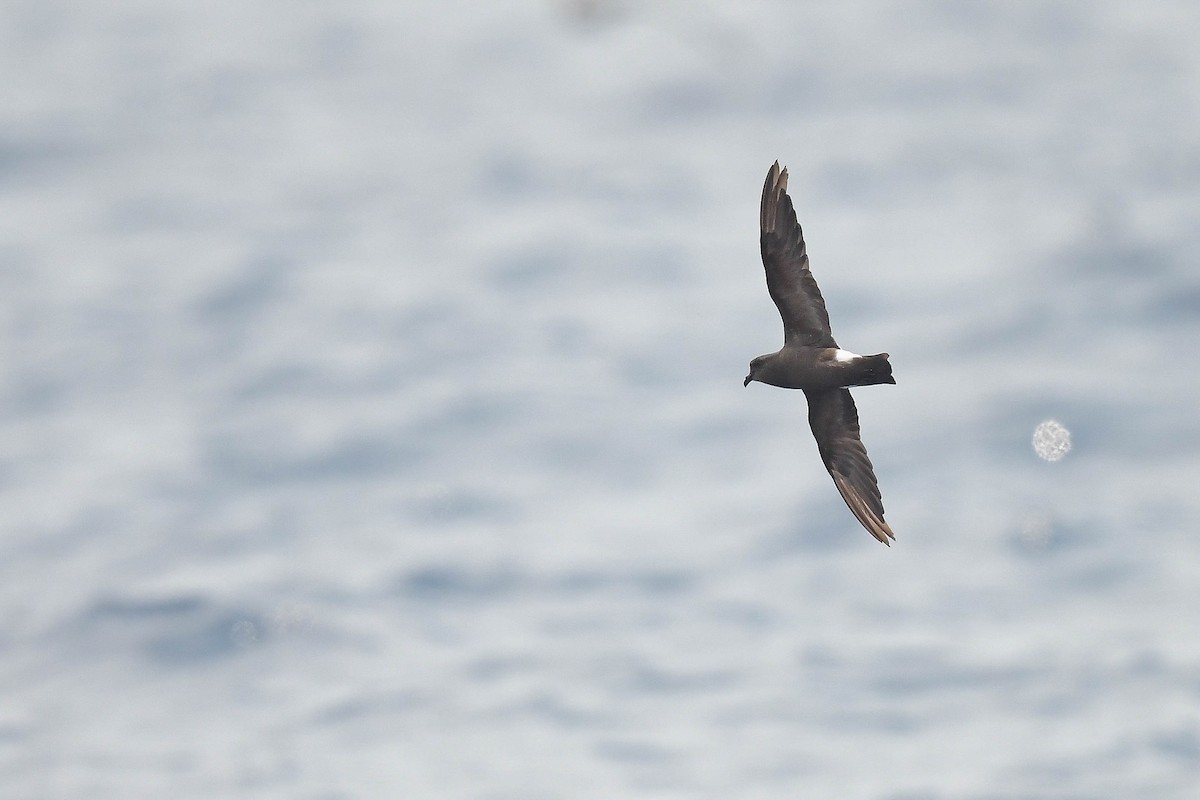 Band-rumped Storm-Petrel (Grant's) - Kate Sutherland