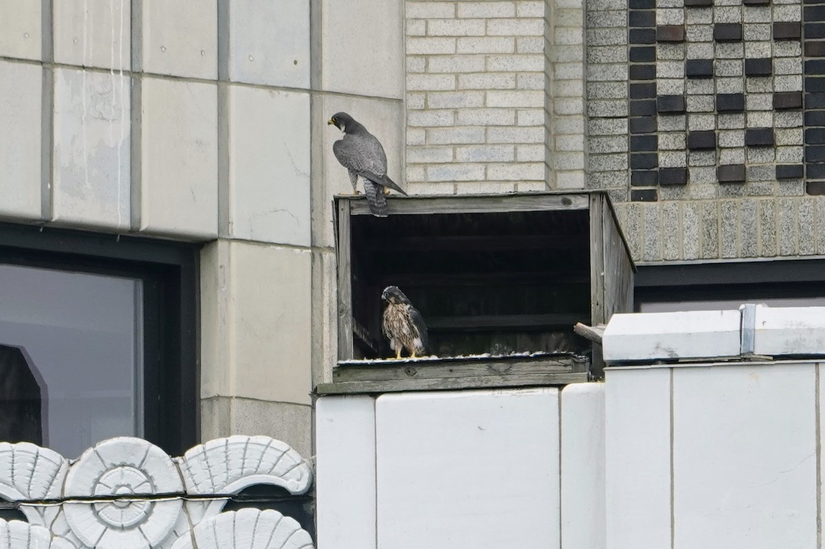 Peregrine Falcon - ML582318051