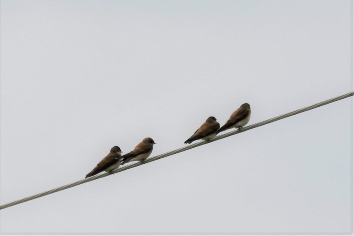 Northern Rough-winged Swallow - Michael Kendrick