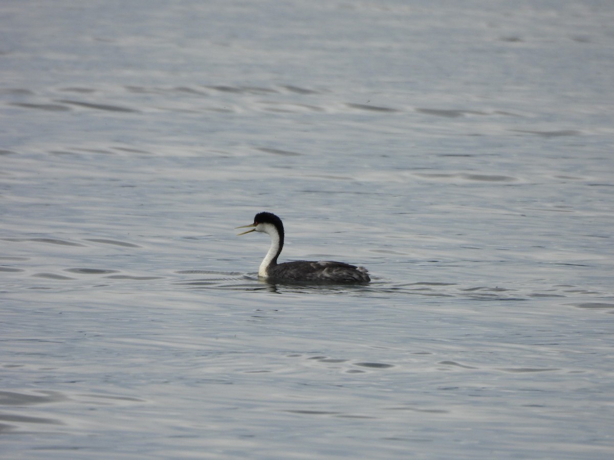 Western Grebe - ML582318541