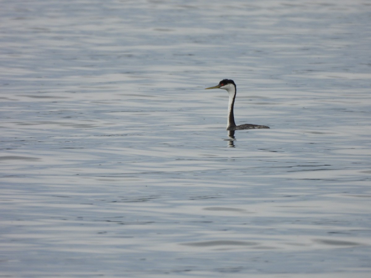 Western Grebe - ML582318551