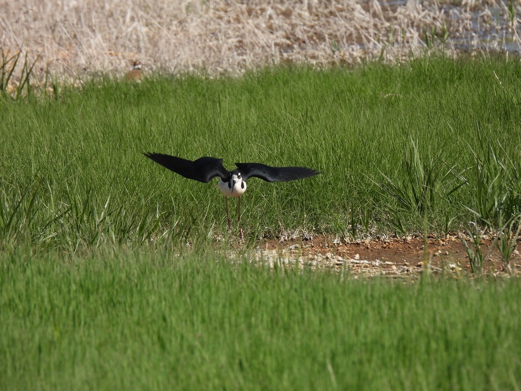 Black-necked Stilt - ML582319841