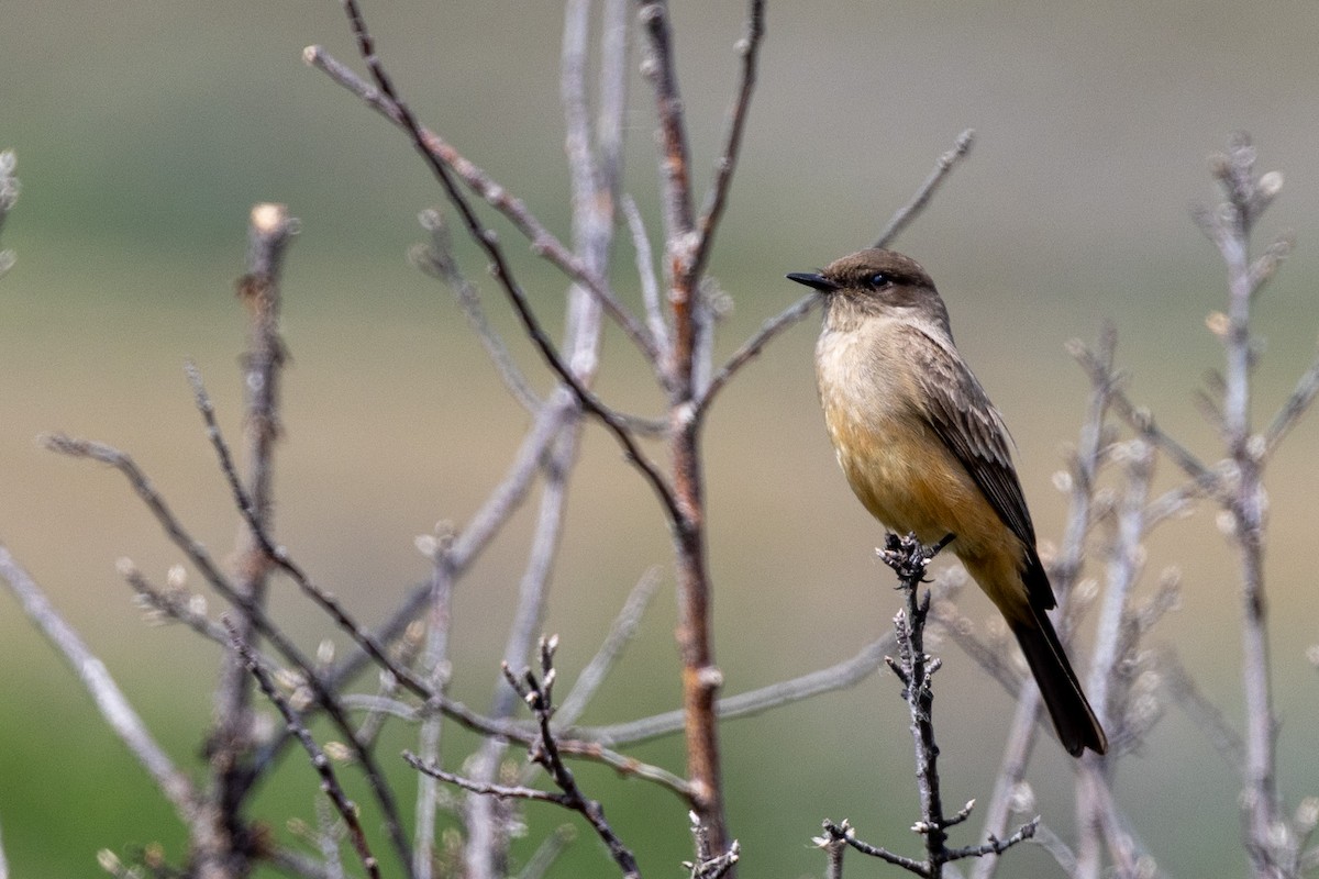 Say's Phoebe - ML582319851